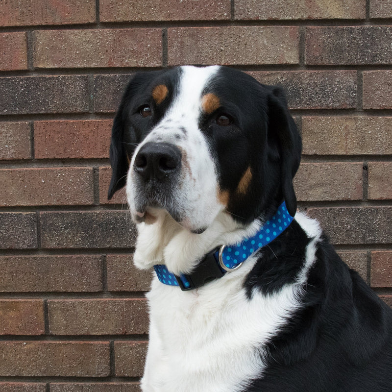 Buttonsmith Aqua Dots Dog Collar - Made in USA - Buttonsmith Inc.