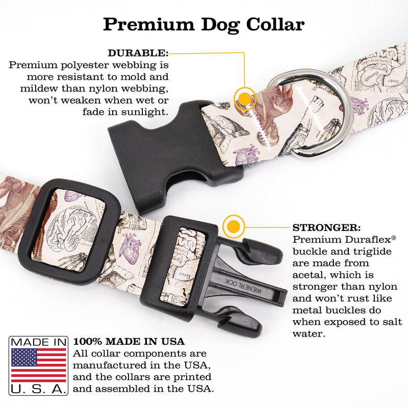 Buttonsmith Anatomy Dog Collar - Made in the USA - Buttonsmith Inc.