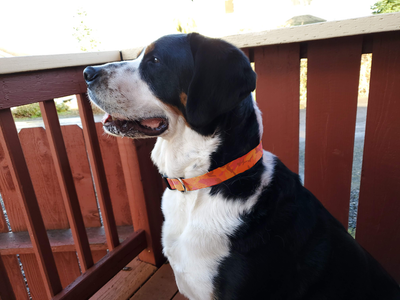 Hunter Orange Camo Dog Collar - Made in USA
