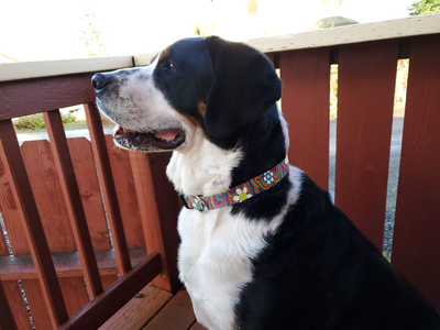 Peace and Love Dog Collar - Made in USA