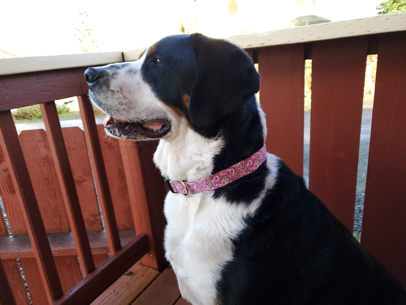 Peonies Pink Dog Collar - Made in USA