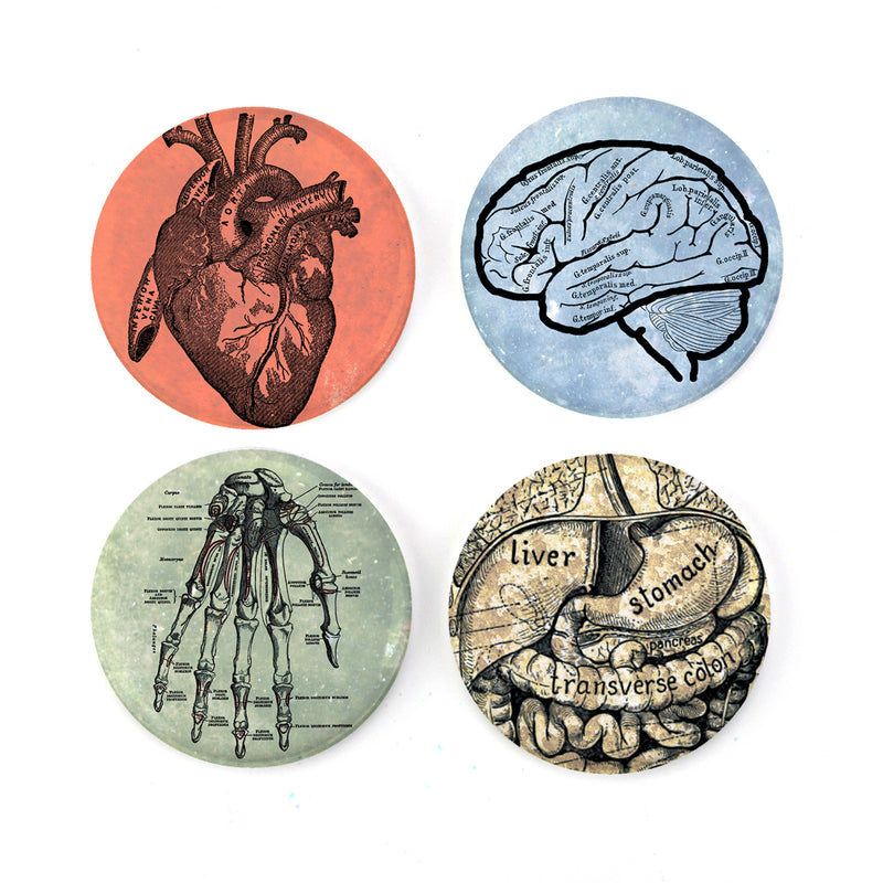 Buttonsmith® Anatomy 1.25" Magnet Set - Made in the USA - Buttonsmith Inc.