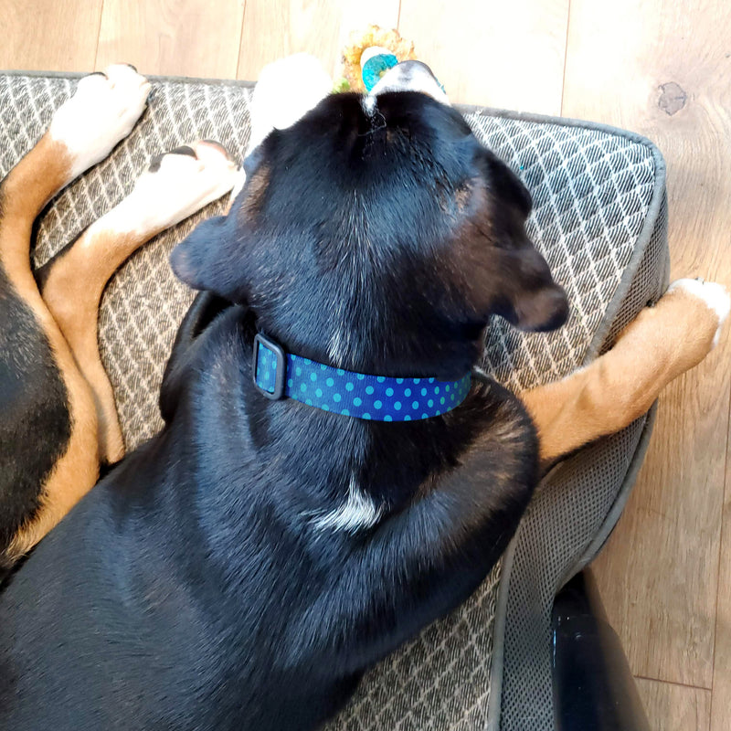 Blue Dots Dog Collar - Made in USA