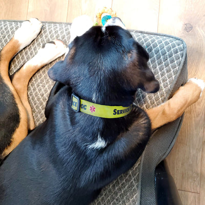 Service Dog High Visibility Yellow Dog Collar - Made in USA