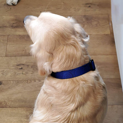 Swirls Sapphire Dog Collar - Made in USA