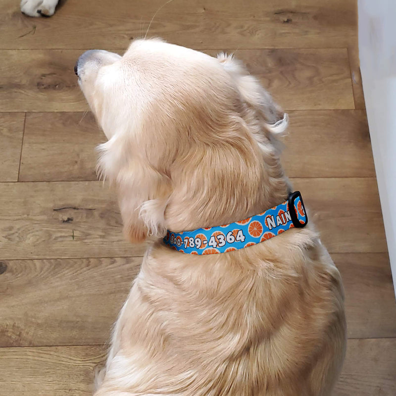 Buttonsmith Tangerine Dreams Custom Dog Collar - Made in USA