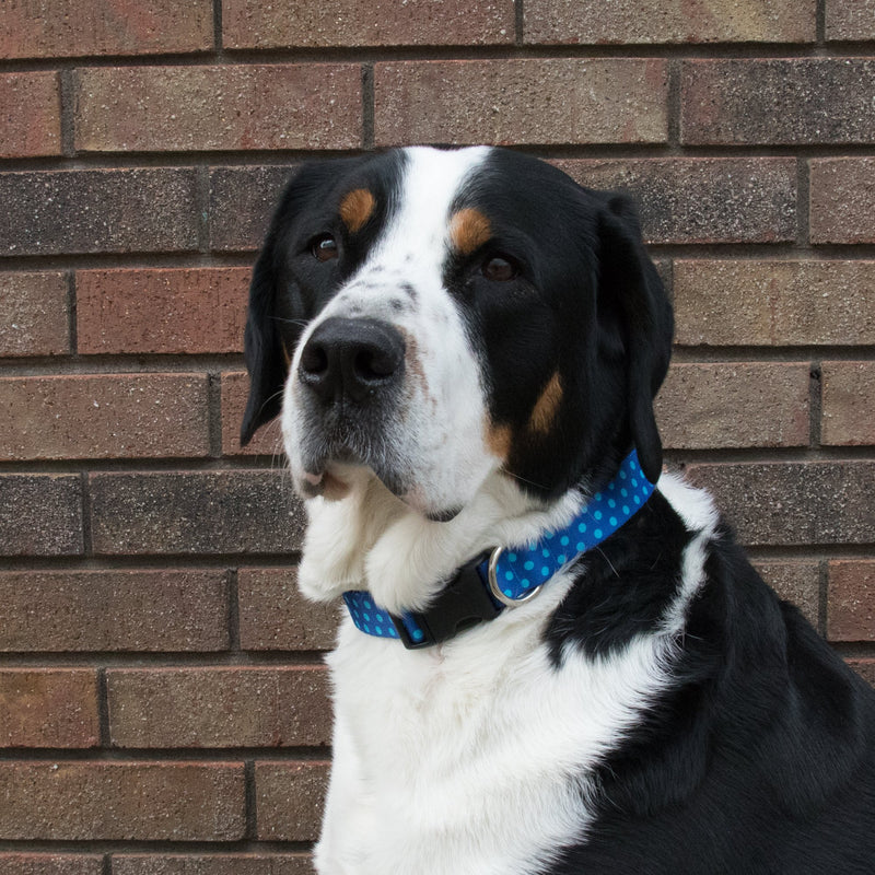 Buttonsmith Magenta Dots Dog Collar - Made in USA - Buttonsmith Inc.
