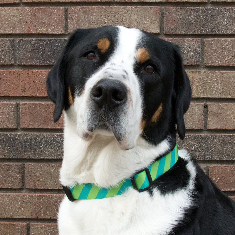Buttonsmith Magenta Stripes Dog Collar - Made in USA - Buttonsmith Inc.