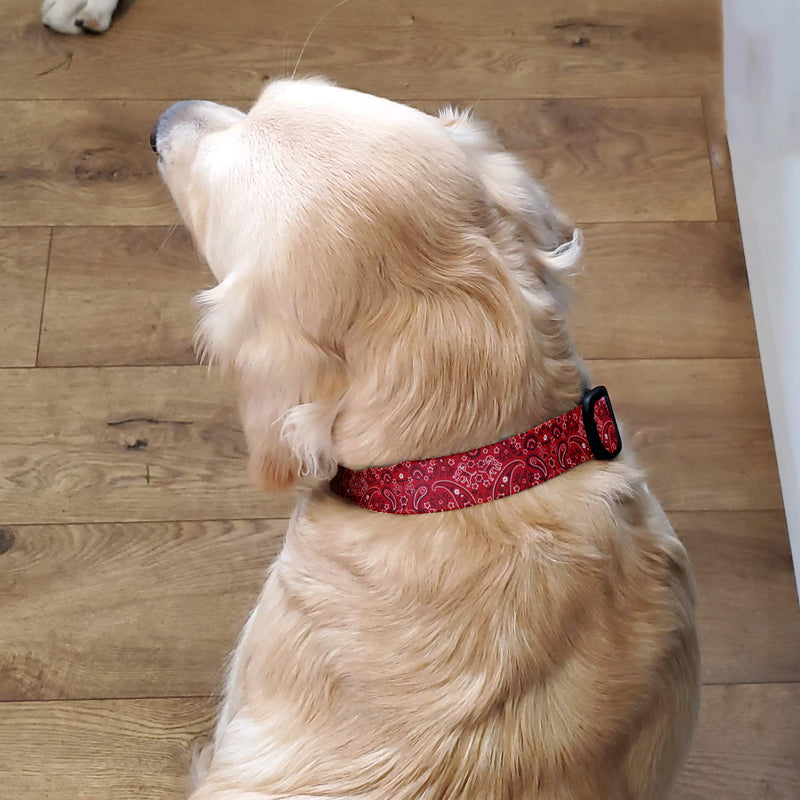Pupaisley Dog Collar - Made in USA