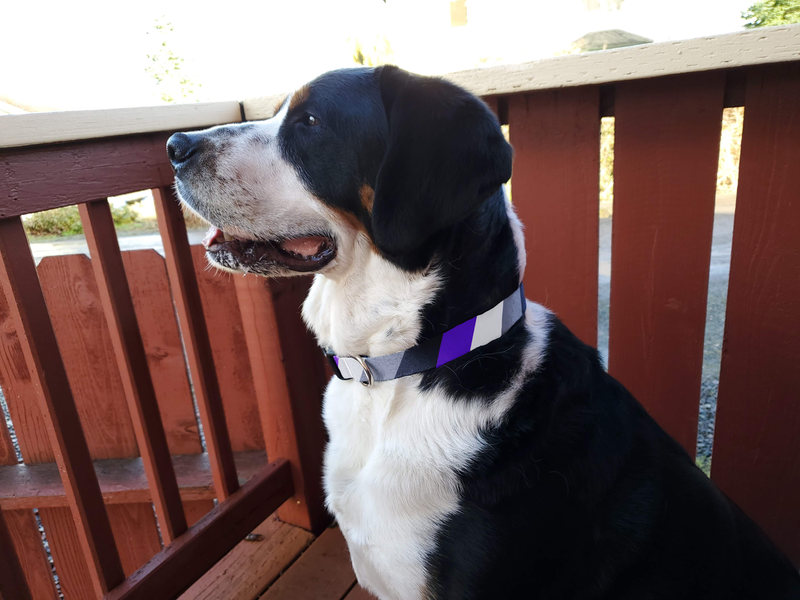 Asexual Pride Dog Collar - Made in USA