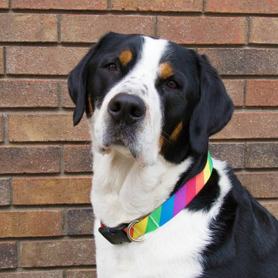Buttonsmith Rainbow Hexes Dog Collar - Made in USA - Buttonsmith Inc.