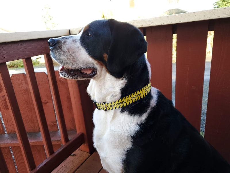 Buttonsmith Caution Dog Collar - Made in the USA - Buttonsmith Inc.